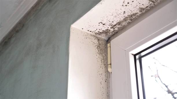 Best Mold Testing  in Jal, NM